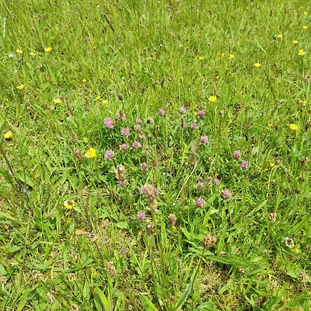 Bilberry Boreen Camping